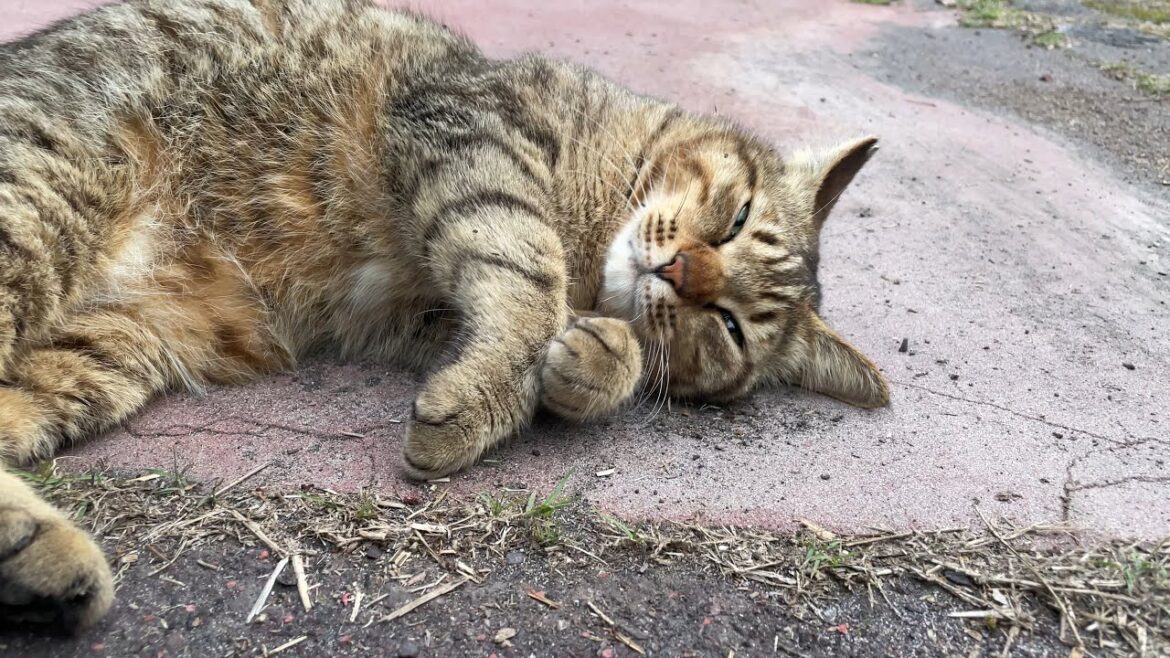 会うと最初は警戒されちゃうけど甘えん坊は隠せないキジトラ猫さん