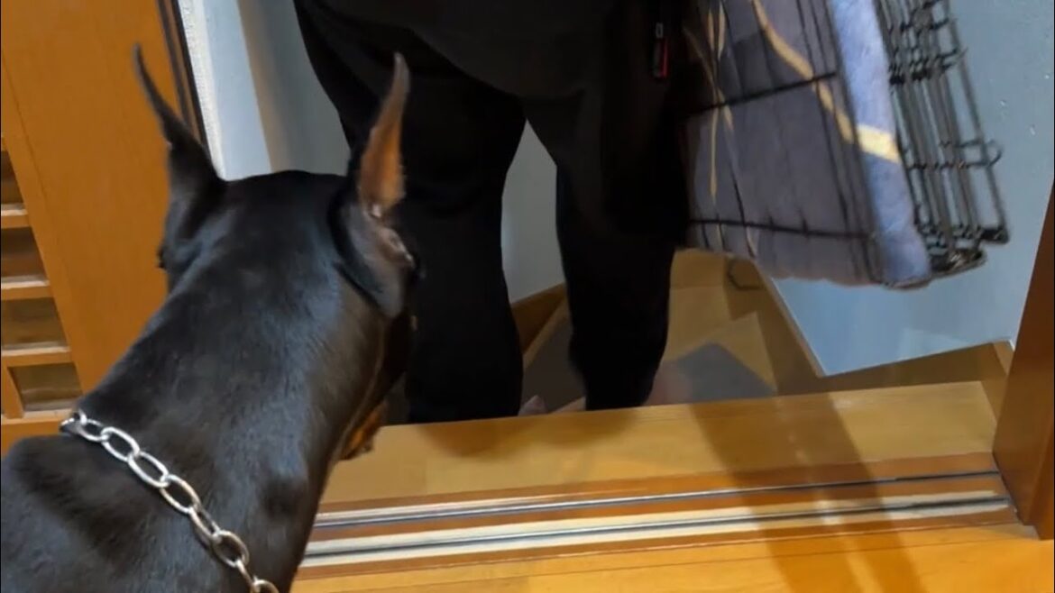 大好きなケージを片付けられ焦って追いかけるドーベルマン