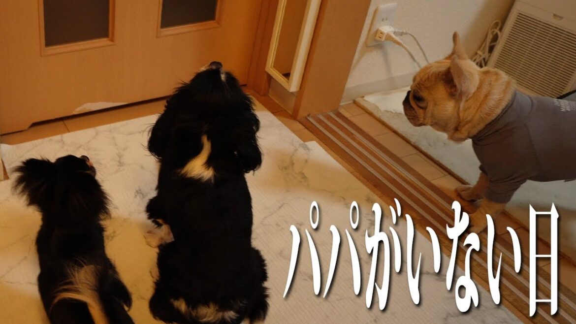 大好きなパパがいない日の愛犬の姿を撮っていたら飼い主感激… 大好きなパパがいない日の愛犬の姿を撮っていたら飼い主感激...
