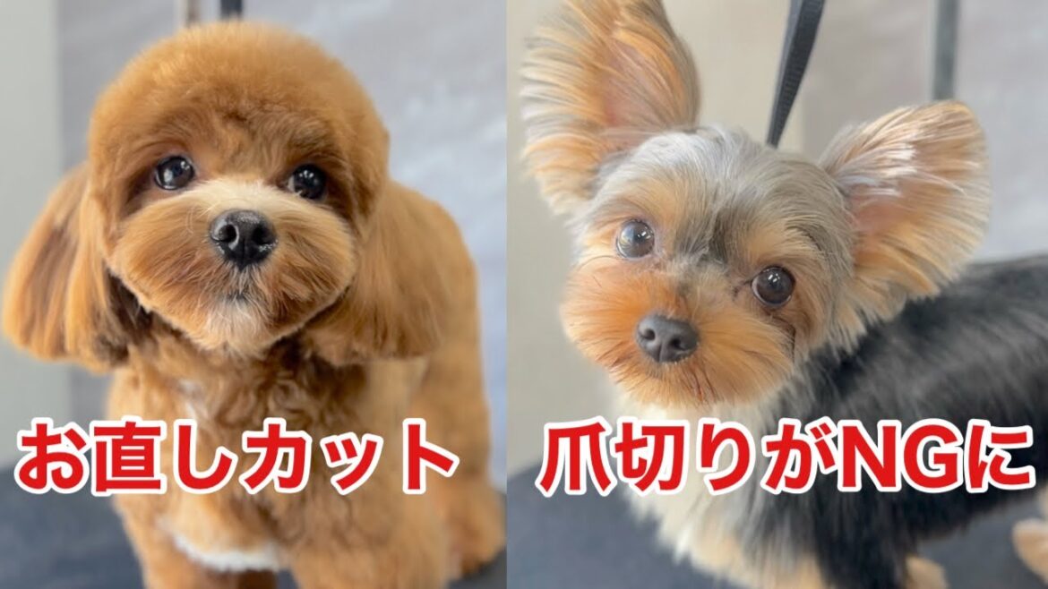 マルプーとヨーキー！サロンに戻ってきたら様子が！？（るるちゃん）（琥珀くん）