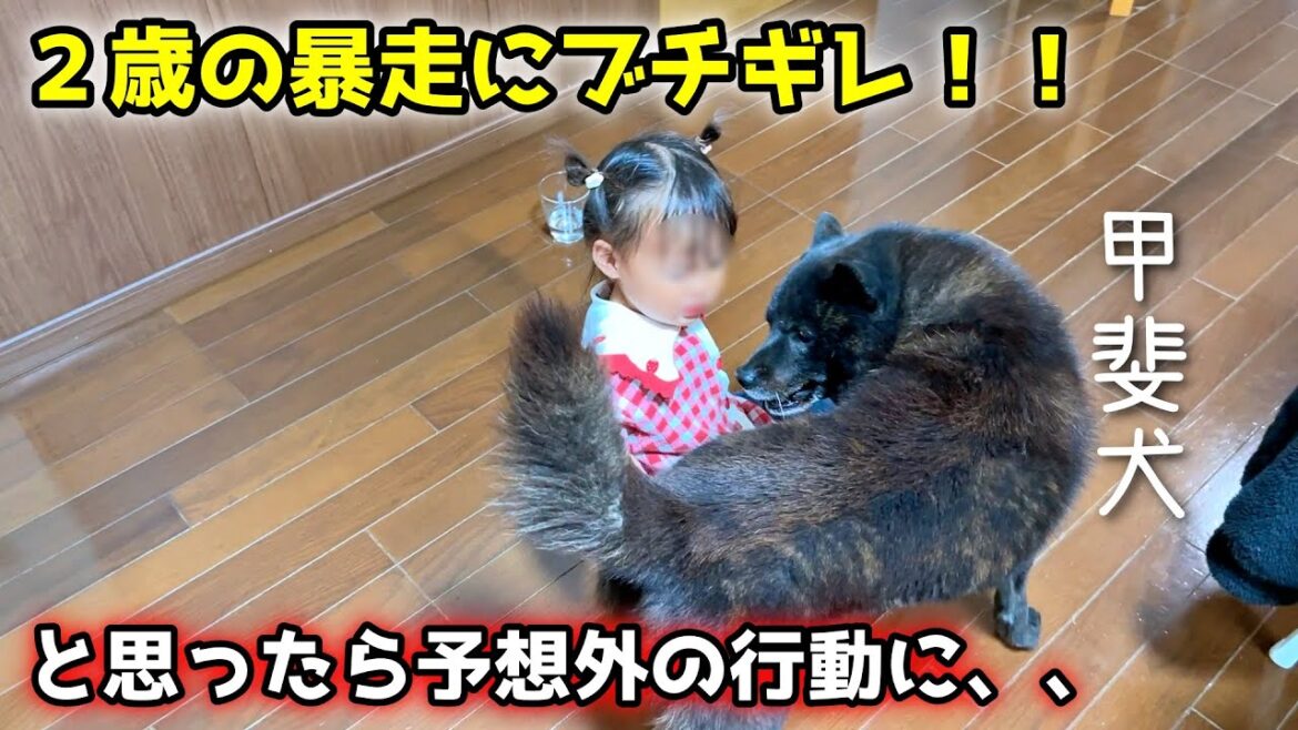 甲斐犬一休の教育的指導が優しすぎて笑いました