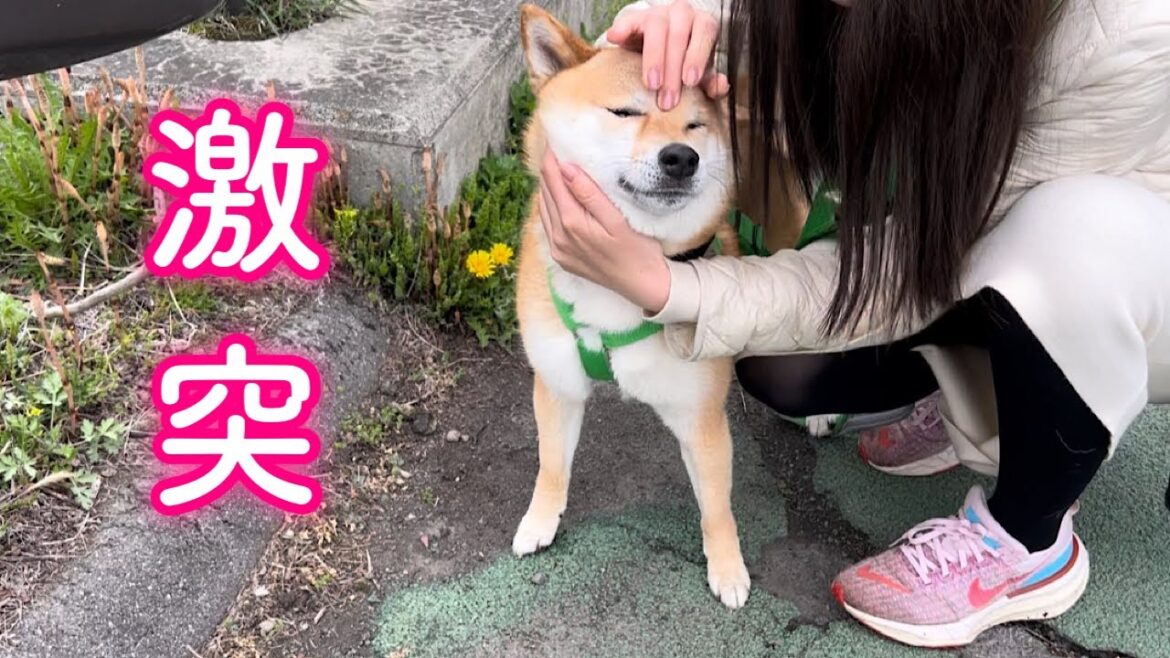 ガードレールに頭をぶつけてママに救出され事なきを得る柴犬が可愛い