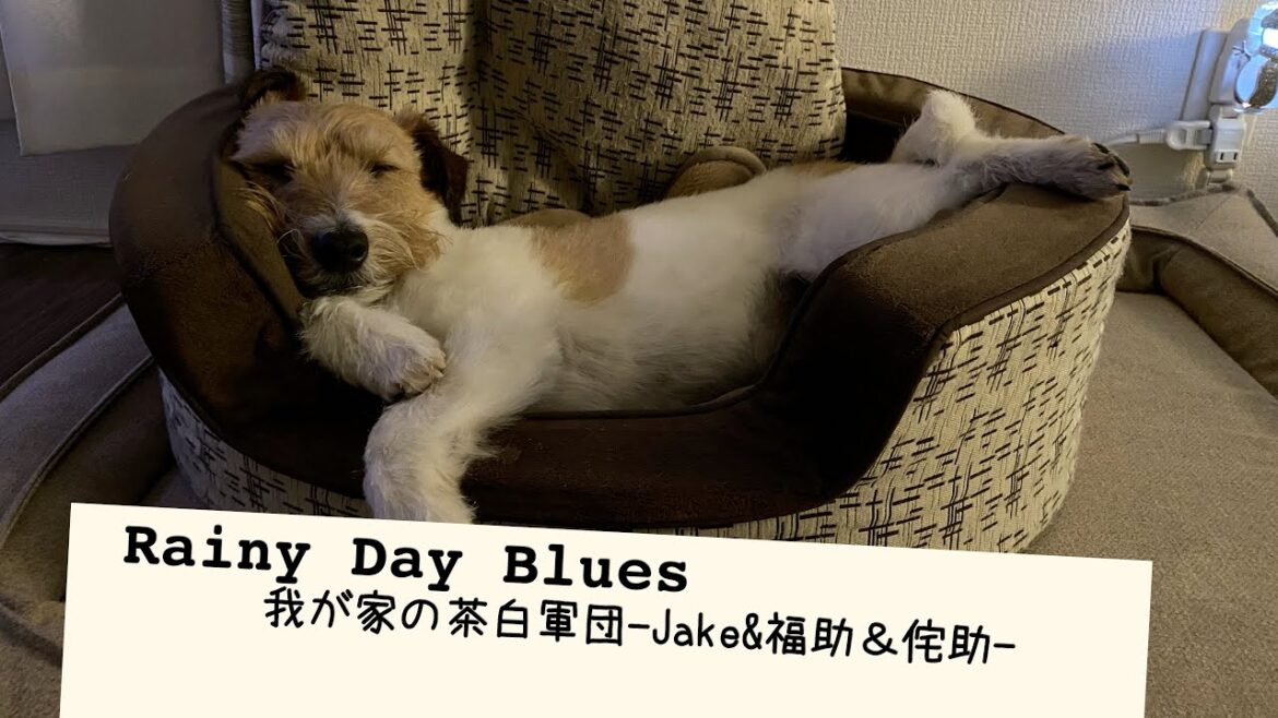Rainy Day Blues 我が家の茶白軍団〜Jake＆福助＆侘助〜　ジャックラッセルテリア　茶白猫