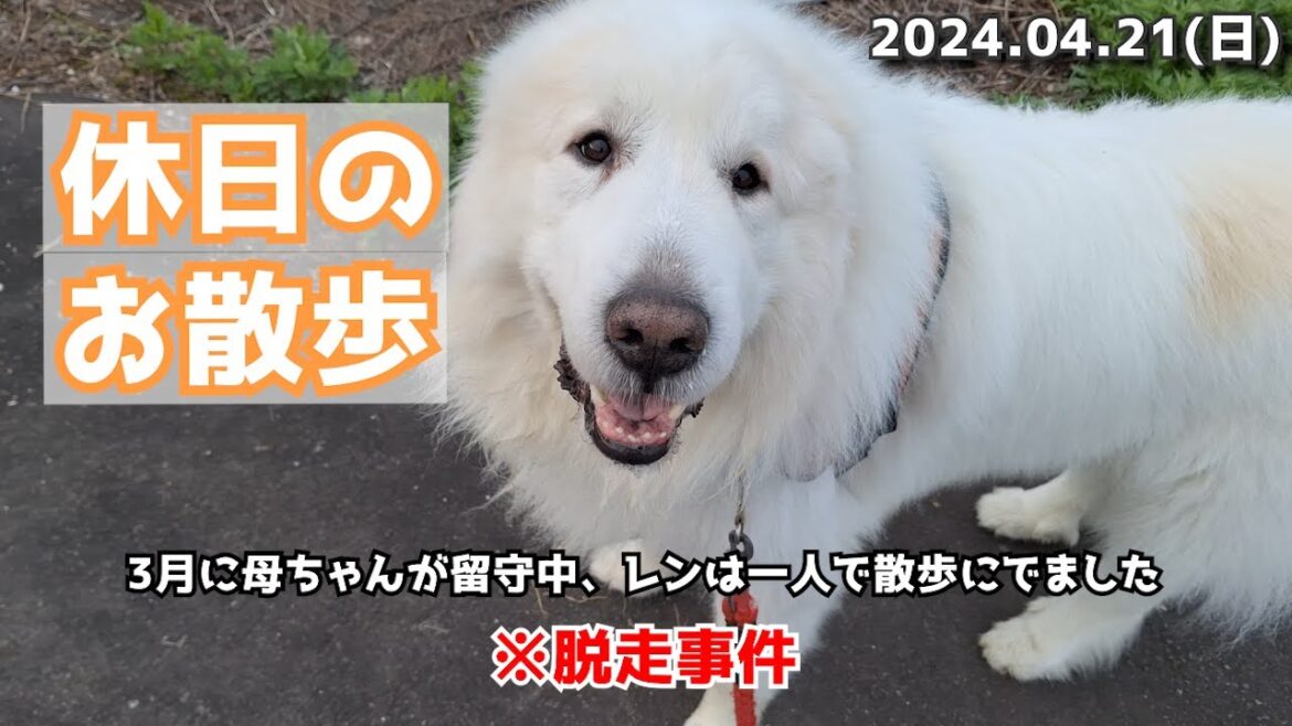 【レンの日常】休日なのに朝4時起床、のんびり散歩😊 【レンの日常】休日なのに朝4時起床、のんびり散歩😊