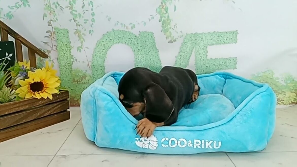 673177 Ｍ・ダックスフンド（スムースヘアー）