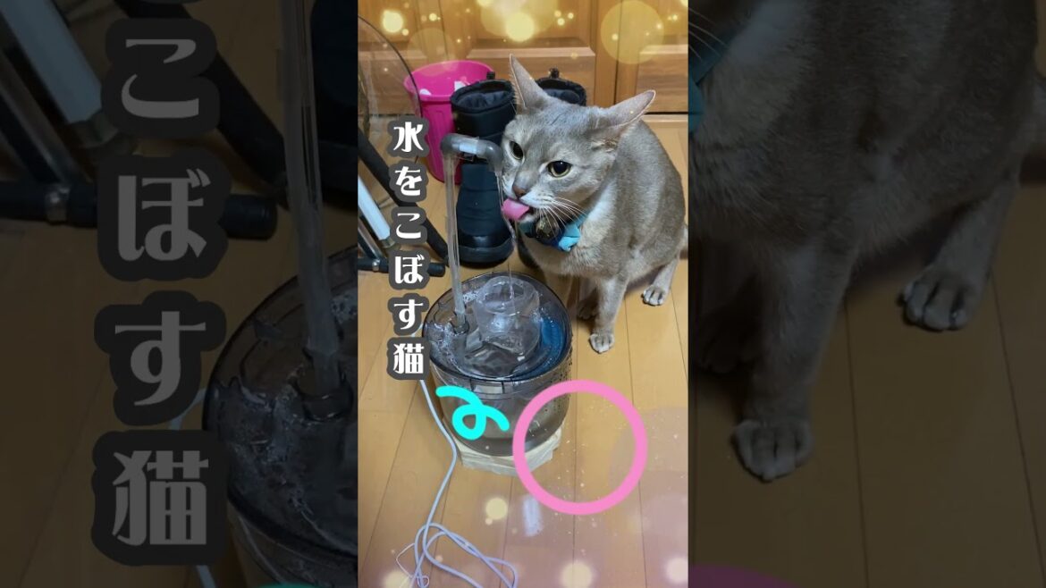 ペット自動給水器 水をこぼす猫 #アビシニアン #猫自動給水器 #猫のいる暮らし