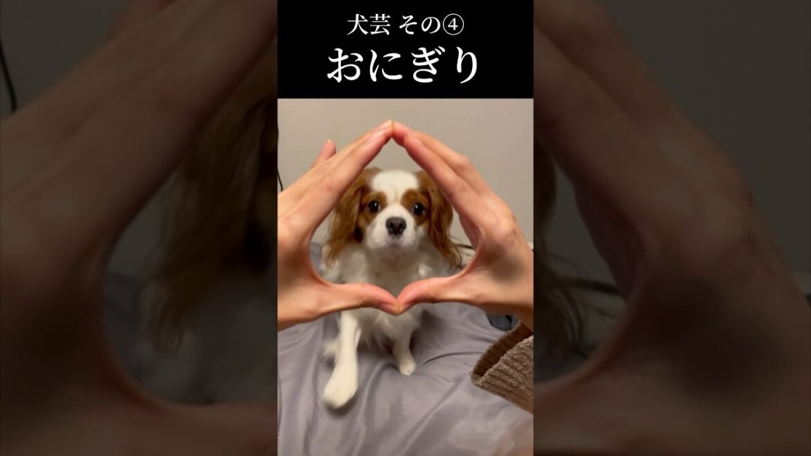 犬芸四連発 #shorts