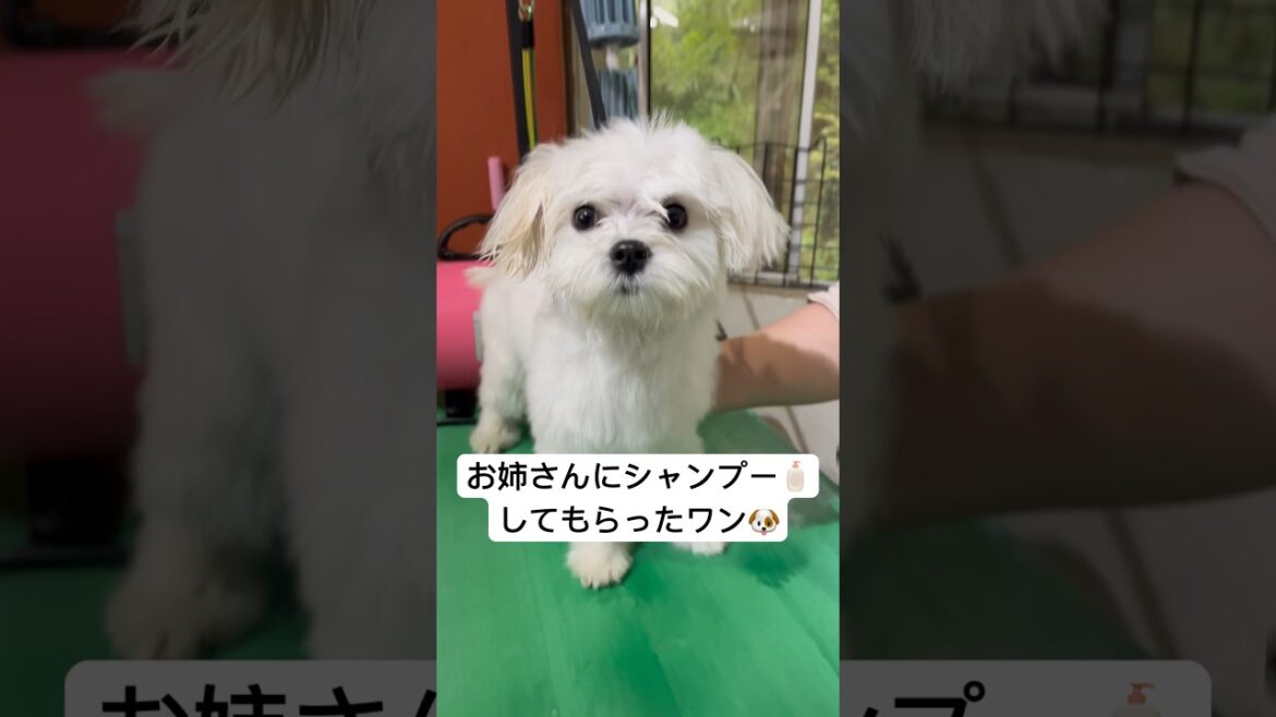シャンプー🧴とドライヤー中、お利口さんに見える生後5ヶ月のマルチーズ #shorts #子犬 #パピー #マルチーズ #ドライヤー