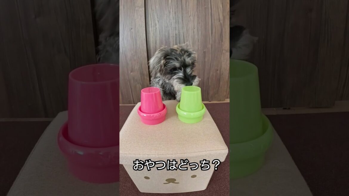 おやつはどっち？ #犬  #ミニチュアシュナウザー  #子犬