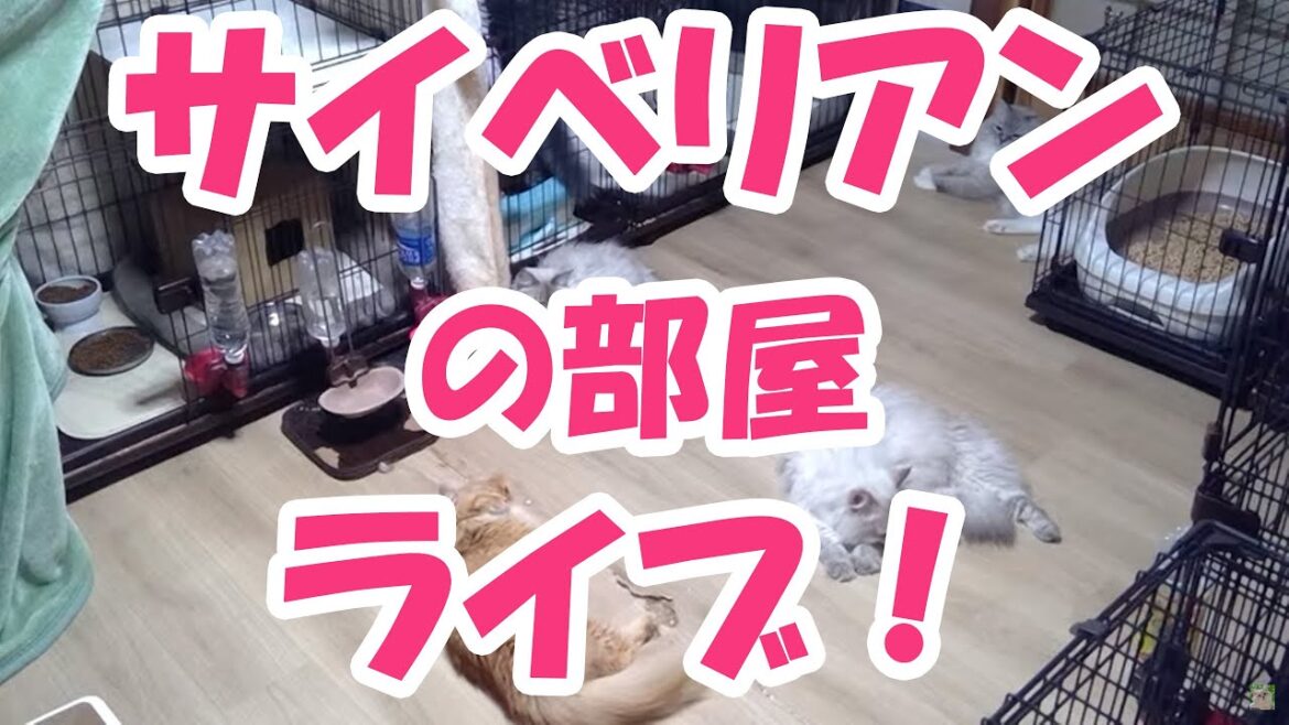 【サイベリアンの部屋ライブ】サイベリアンの部屋をライブで配信中！Live of cute Siberian's room.
