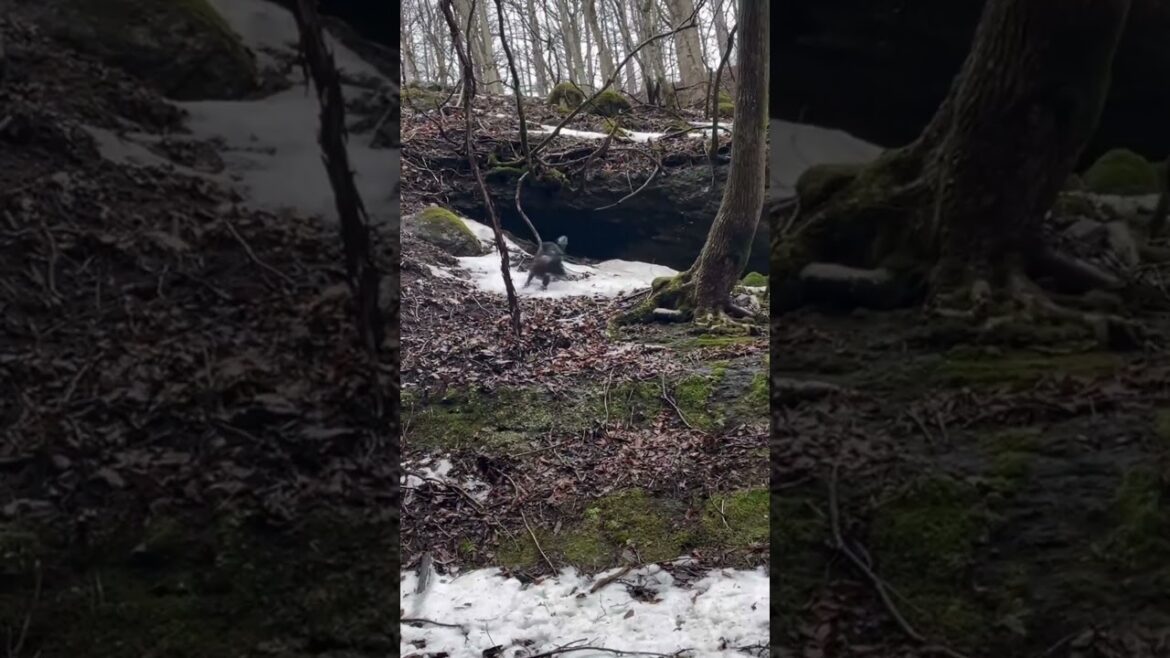 犬と渓流　#渓流釣り  #イングリッシュセッター　#犬のいる暮らし