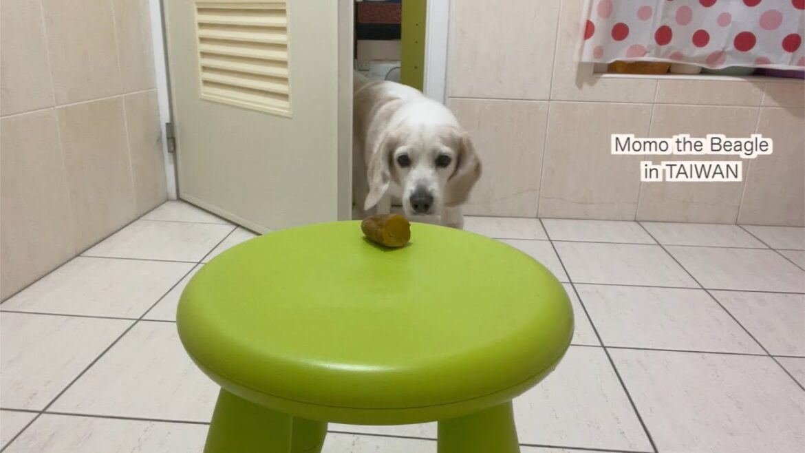 食べ物でまんまとシャワー室まで誘導されてしまったビーグル犬モモ