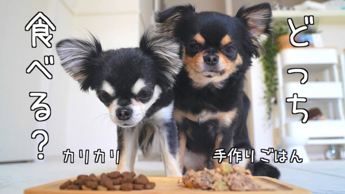 犬は手作りご飯とカリカリどっちが好き？ついでに飼い主も食べてみた🍚【ココグルメ】