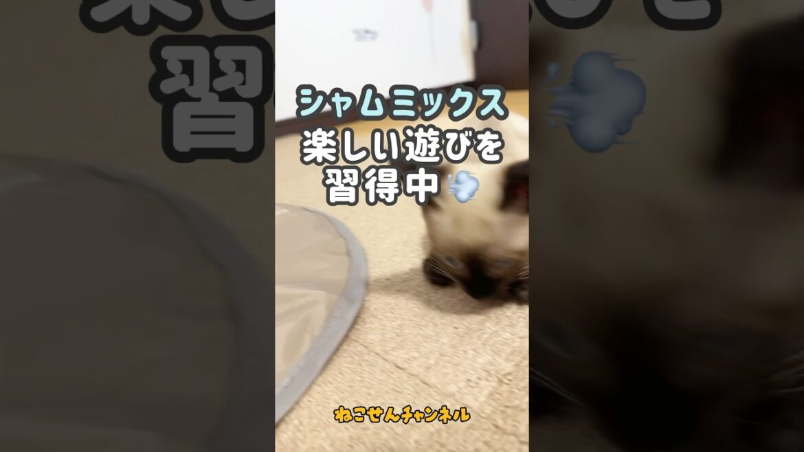 【保護猫シャムミックス】オモチャ後編😊💨（真冬に保護した子猫） | ねこせん
