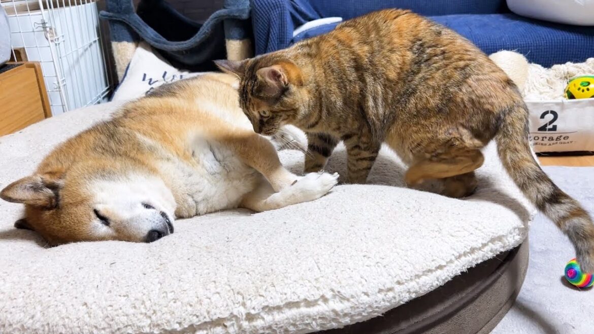 シャイな柴犬に忍び寄る子ども猫
