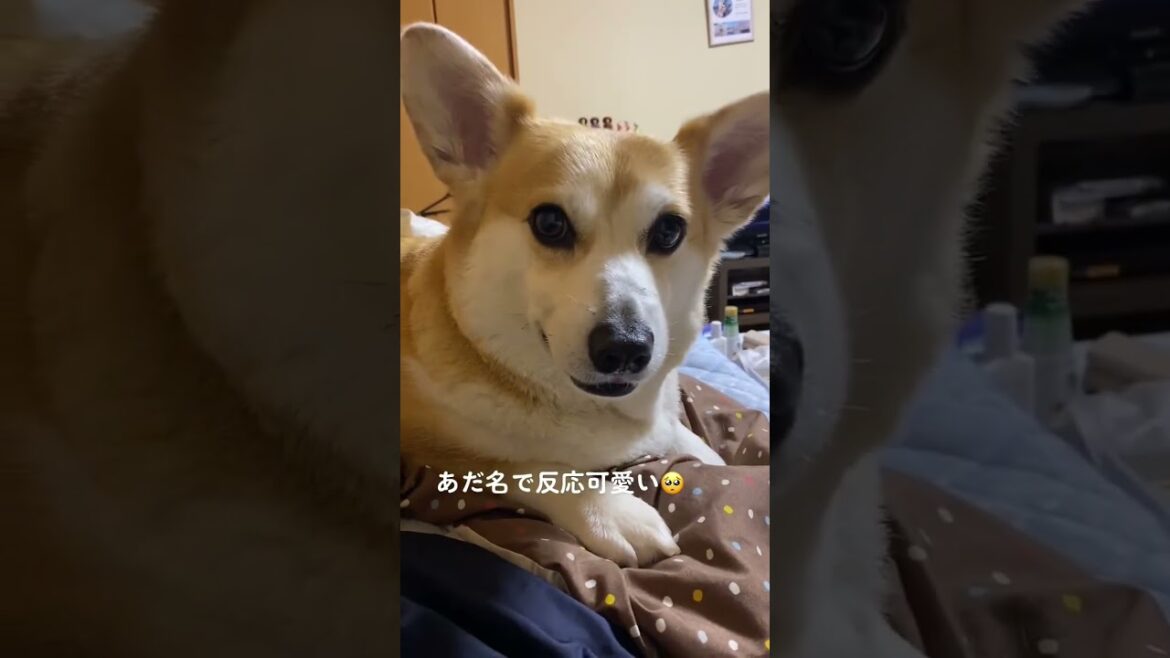あだ名で反応🥹可愛すぎる！#corgi #short #shortvideo #コーギー #tiktok