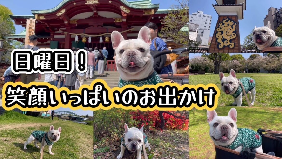 めっちゃ笑顔で楽しむ!フレンチブルドッグの日曜日! めっちゃ笑顔で楽しむ!フレンチブルドッグの日曜日!