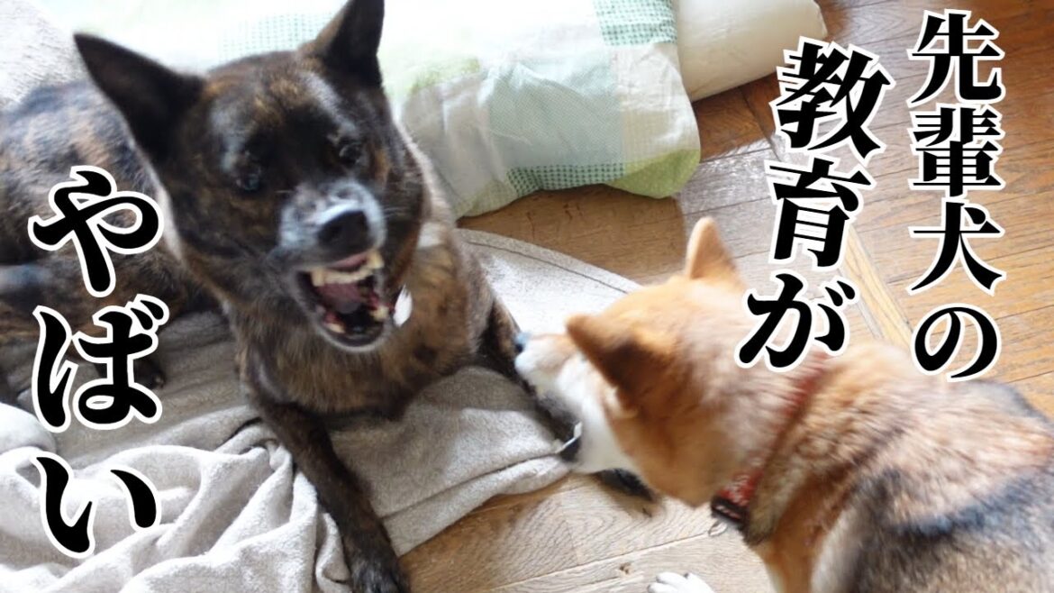 甲斐犬先輩が怖すぎてビビる柴犬【柴犬・甲斐犬】