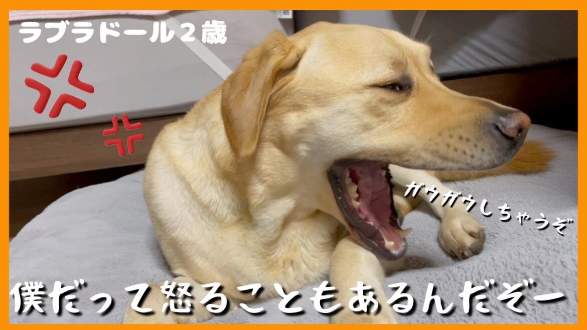 【ラブラドールレトリーバー】僕だって怒ることはある！のんびり大型犬が唯一怒る瞬間とは？