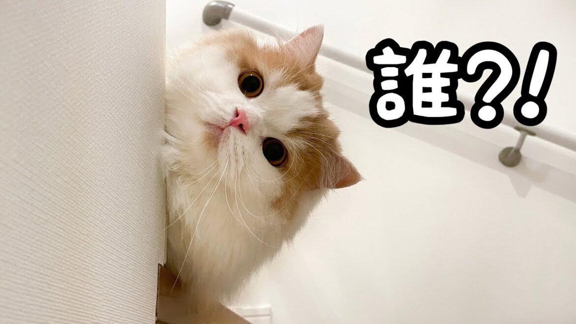 ウーバーイーツが来てアタフタする猫が可愛すぎたw ウーバーイーツが来てアタフタする猫が可愛すぎたw