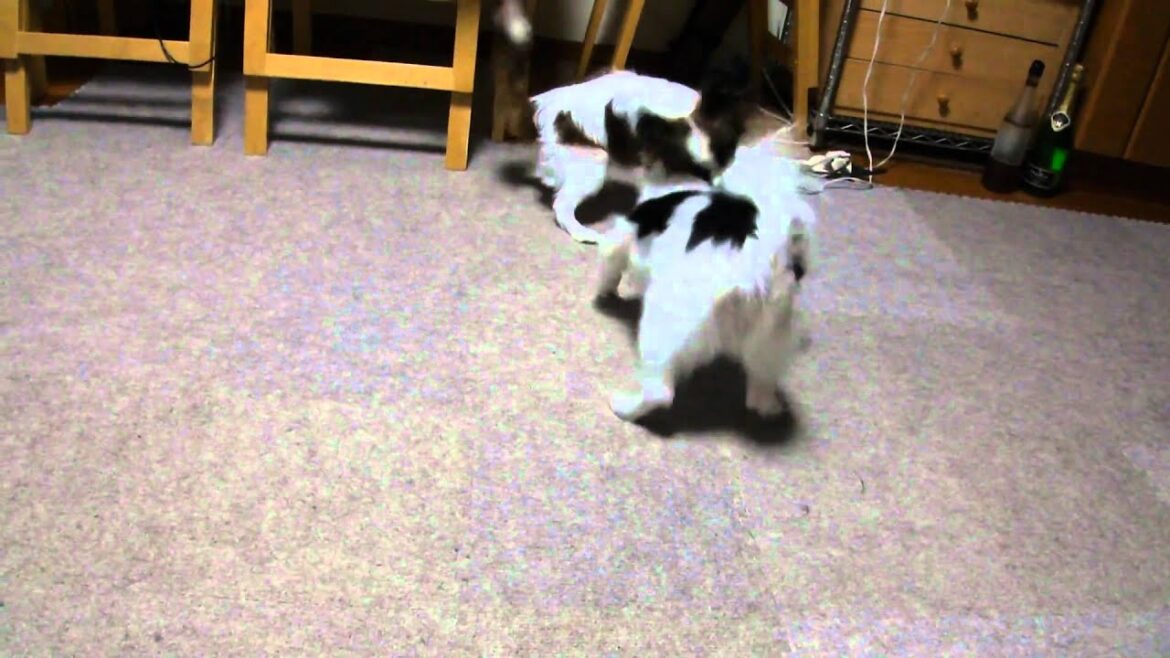ホッピーvsノア