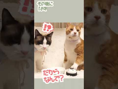 ベル鳴らし中に密談する2匹の猫 #shorts #大事な話がある Important information for cats ベル鳴らし中に密談する2匹の猫 #shorts #大事な話がある Important information for cats