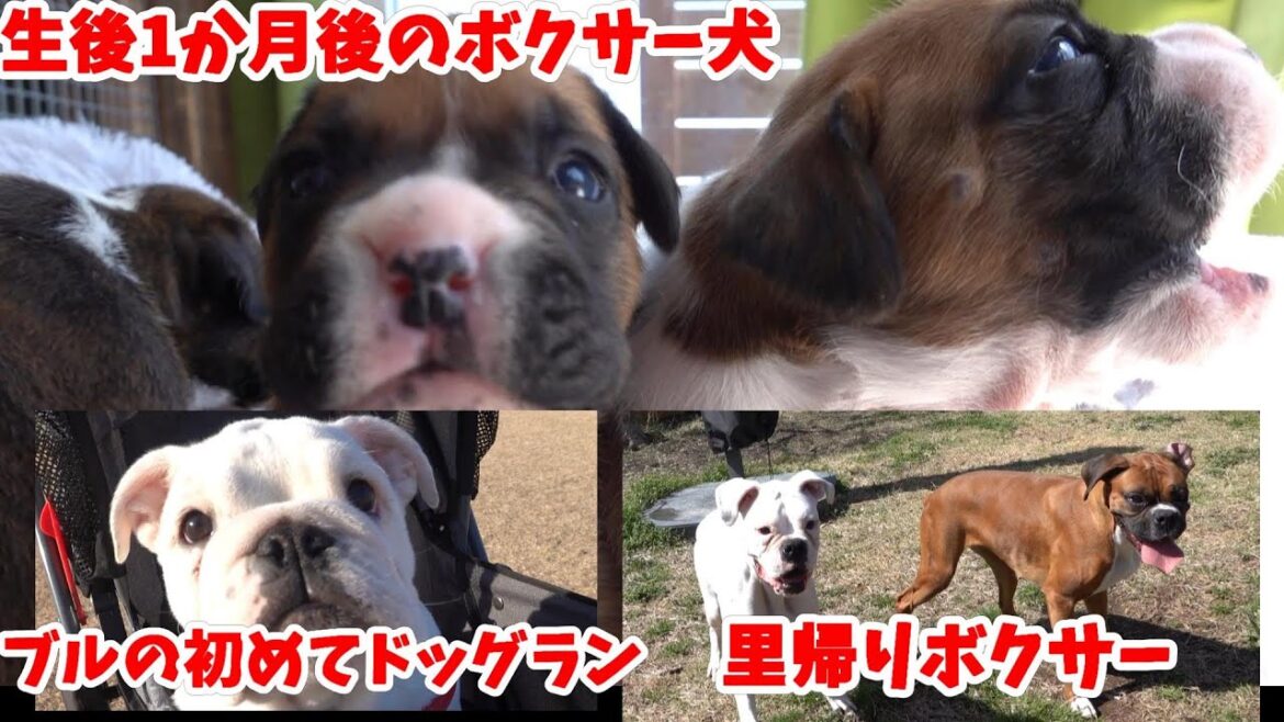 生後1か月のボクサー犬は良く食べよく遊びよく寝ます！引き続きオーナー様募集中です。残り2頭！他ブルの初ドッグランと2ヶ月預かったボクサー犬の帰宅を動画にしました！
