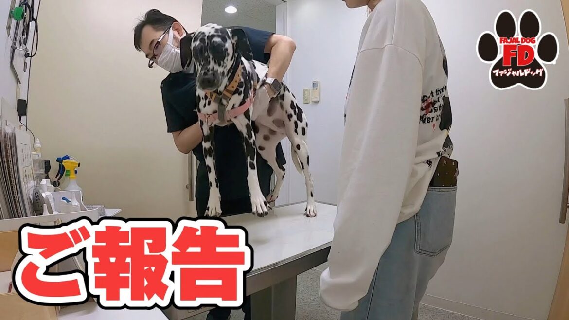 【大型犬５匹】皆さんにお知らせがあります！ダルメシアン