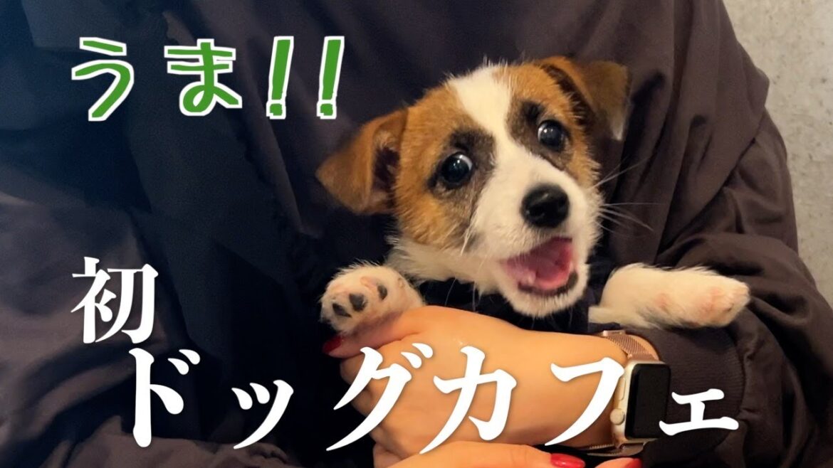 初めてのドッグカフェでわんこメニューに舌鼓を打つ子犬ジャックラッセルテリア
