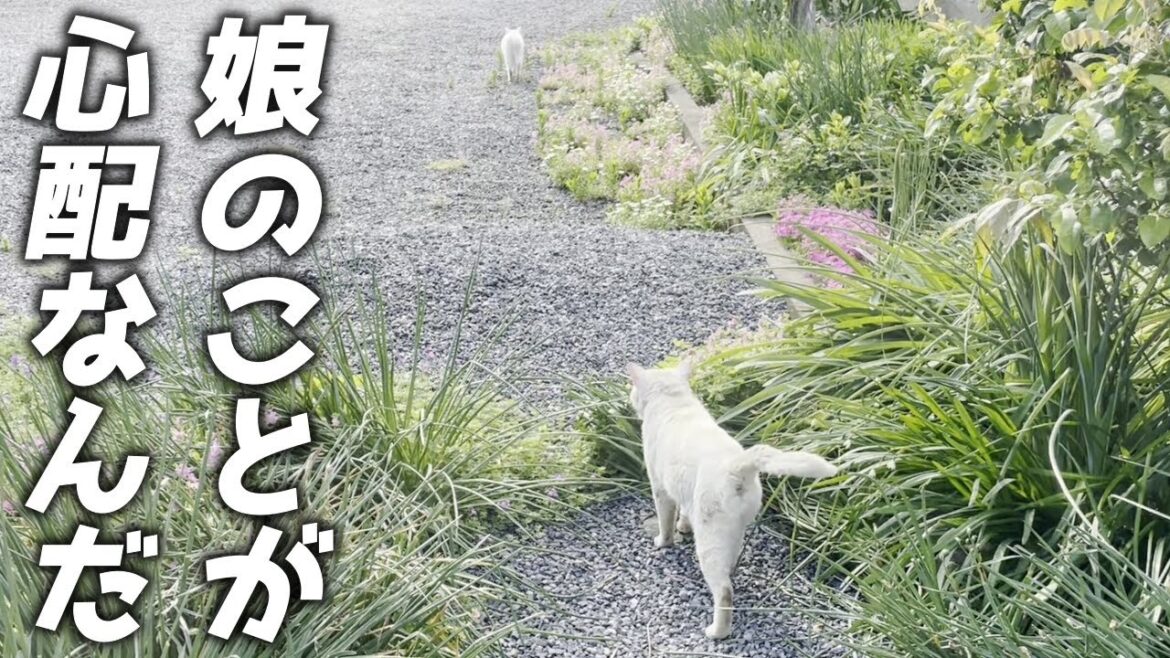 娘猫の事が大好きすぎてストーカーしちゃう父親猫…笑[三毛母猫の旦那]