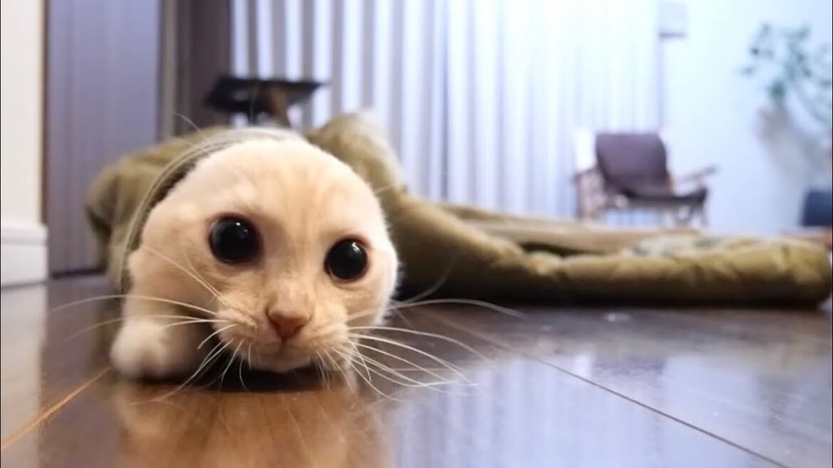 飼い主の上着でやりたい放題の子猫が可愛すぎた 飼い主の上着でやりたい放題の子猫が可愛すぎた