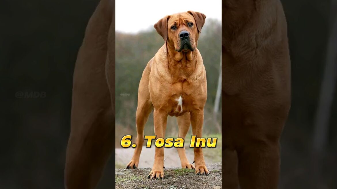 Top 10 Most Dangerous Dog In The World 🌎 || Top 10 Dangerous Dog #Shorts #Shortsvideo #Ytshorts Top 10 Most Dangerous Dog In The World 🌎 || Top 10 Dangerous Dog #Shorts #Shortsvideo #Ytshorts