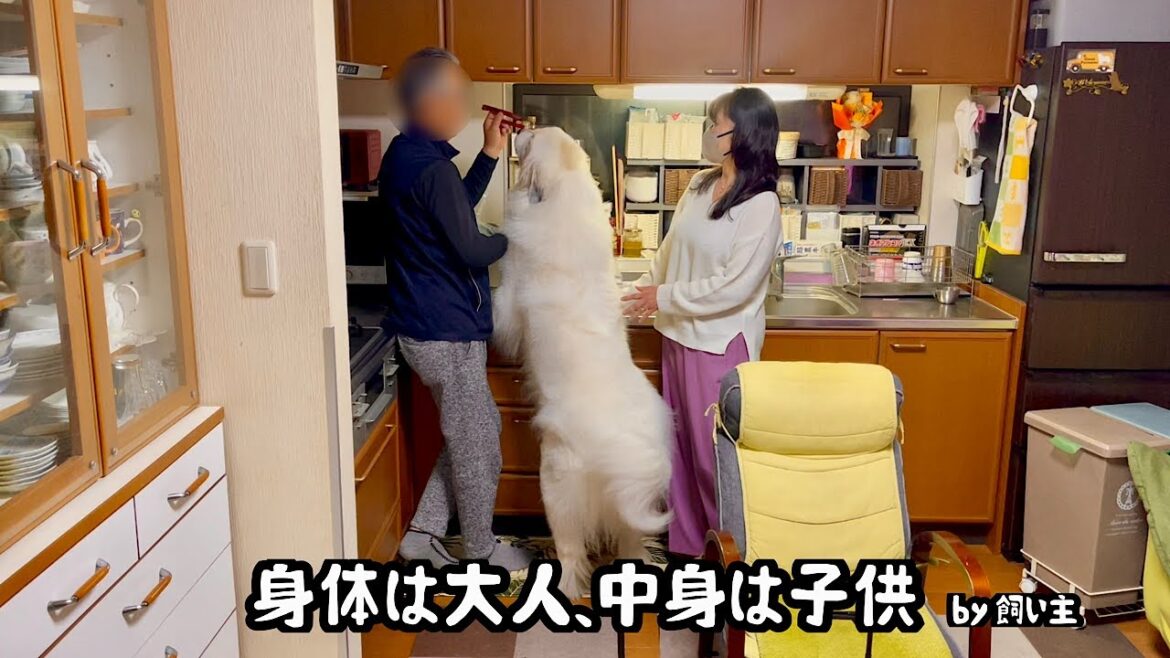 １日ぶりの祖父母に甘えん坊になる超大型犬【お土産は？編】