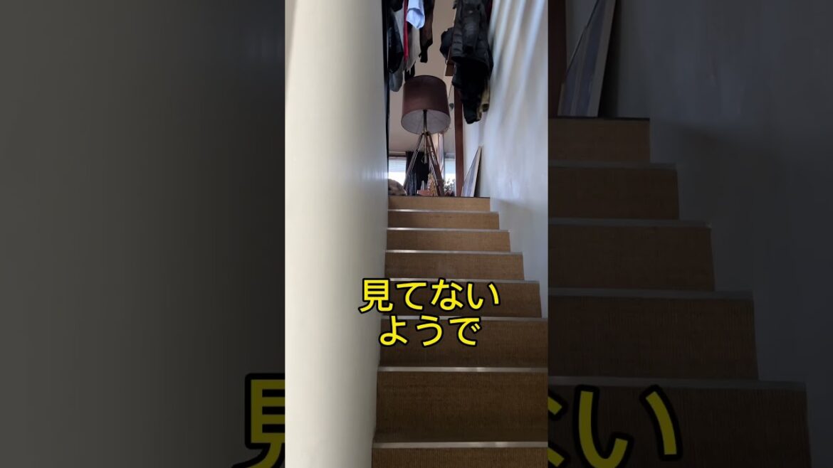 【見てないようで】#shorts #dog #norfolkterrier #kichi #cutedog #愛犬キチ #terrier #吉 #階段 #stairs