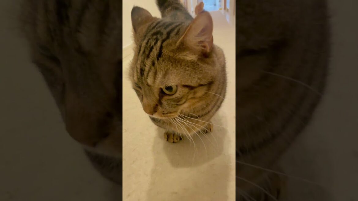 帰宅すると日本語が話せなくなる主