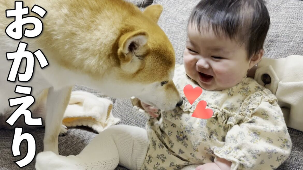 赤ちゃんがお出かけした寂しさをお出迎えの時に爆発させる柴犬