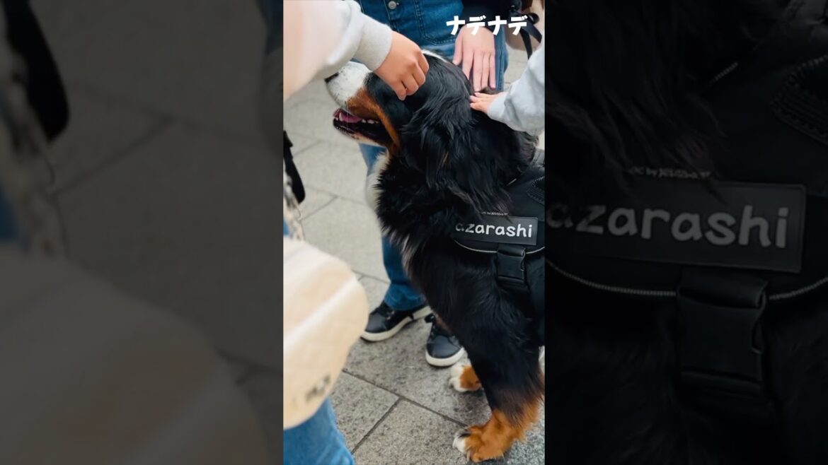 中華街でナデナデされるバーニーズマウンテンドッグ