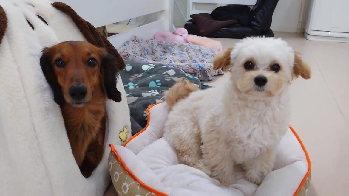 チワプーのウィルくんハウスに潜り込むダックス　🐶ひみつきちなう！①🐶  2024年4月22日