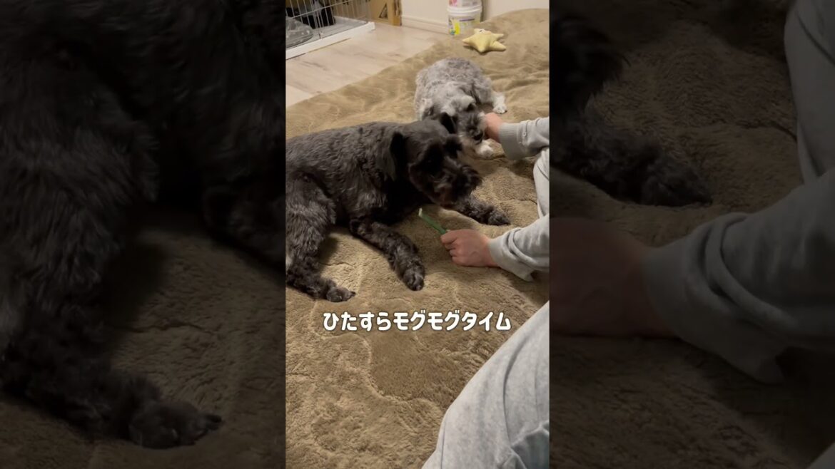 【れおぱおチャンネル】２人で仲良くモグモグタイム🐶　#愛犬  #多頭飼い  #シュナウザー  #れおぱおチャンネル  #dog