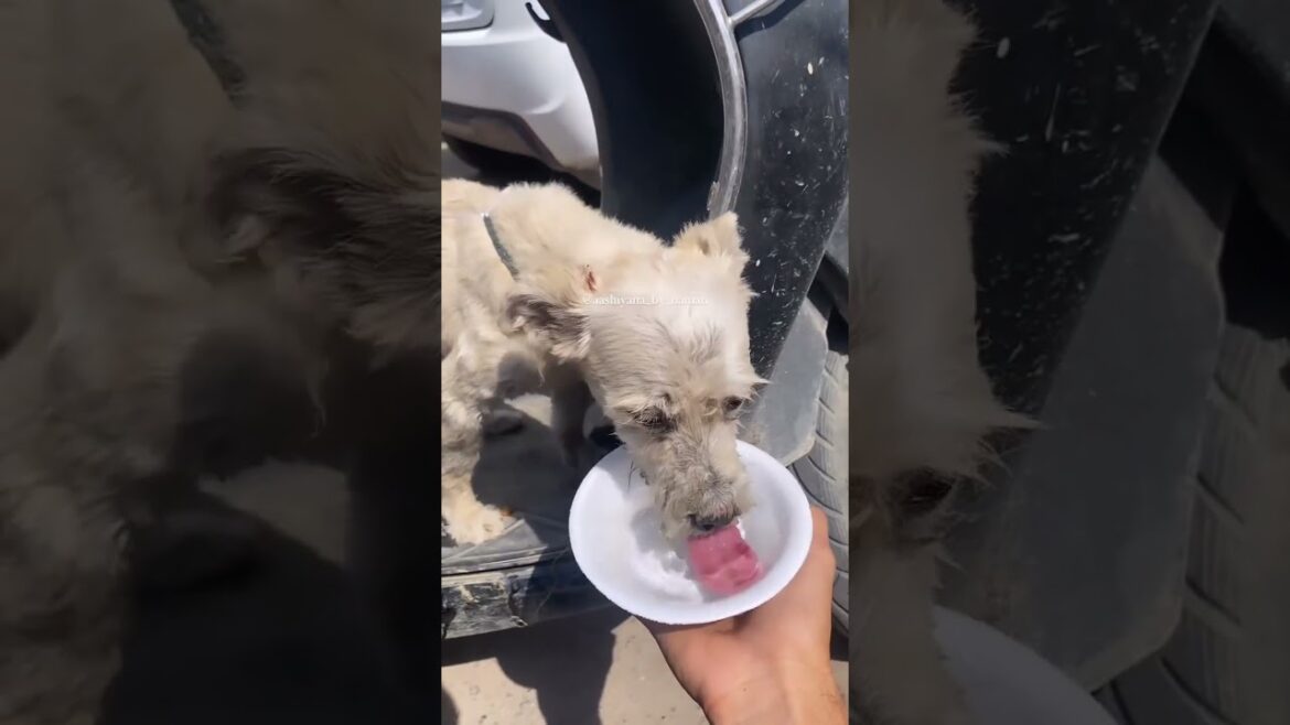 Abandoned Lhasa Apso Rescue In Harsh warm weather | Aashiyana By Naman | Read Description For More