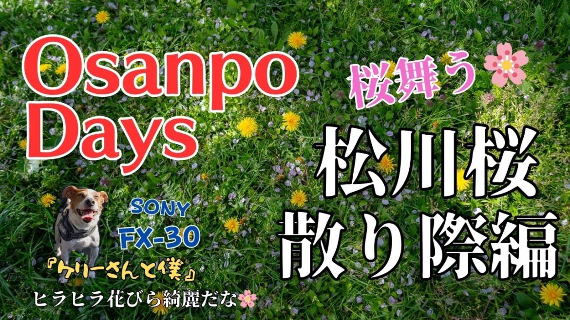 ジャックラッセルテリア　「ケリーさんと僕」松川桜散り際編