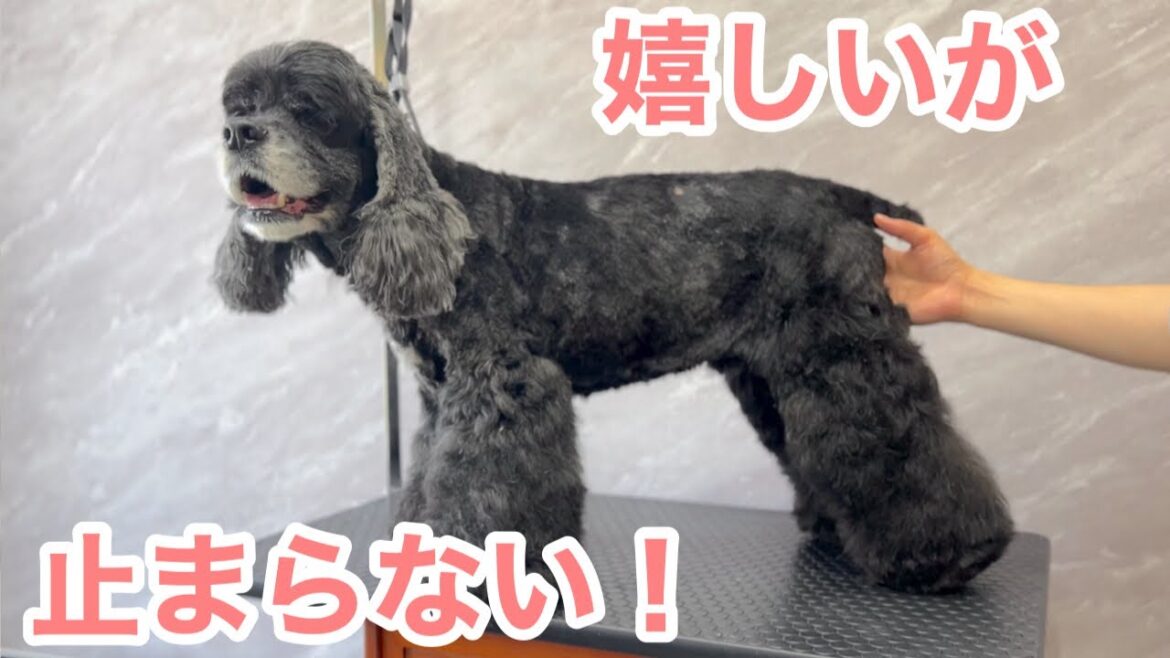 アメリカンコッカースパニエルがトリミング中も嬉しさが止まらない！？（ミリオンくん）