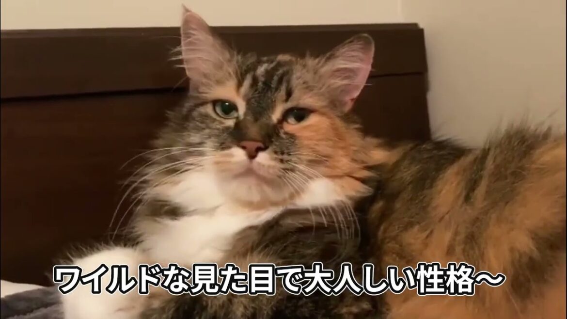 【アメリカンボブテイル】短い尻尾が優勢遺伝子猫ちゃん！アメリカンボブテイル、かわいいシーン集【猫】