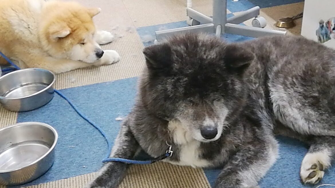 秋田犬会館配信！