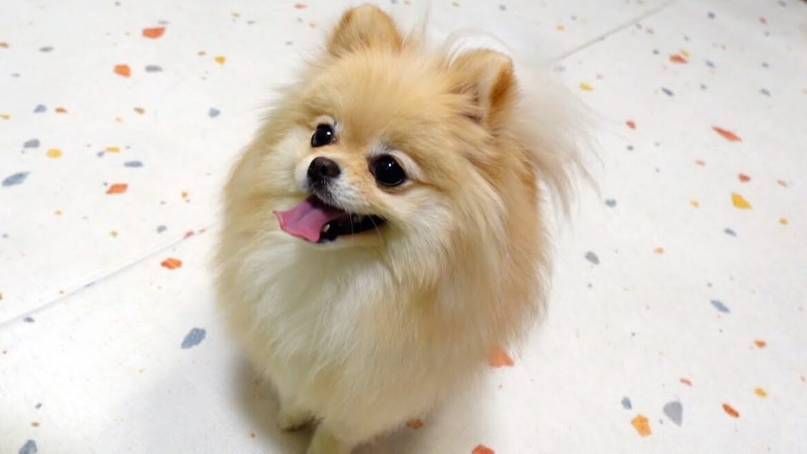 ポメラニアンと過ごす誕生日が幸せすぎた ポメラニアンと過ごす誕生日が幸せすぎた