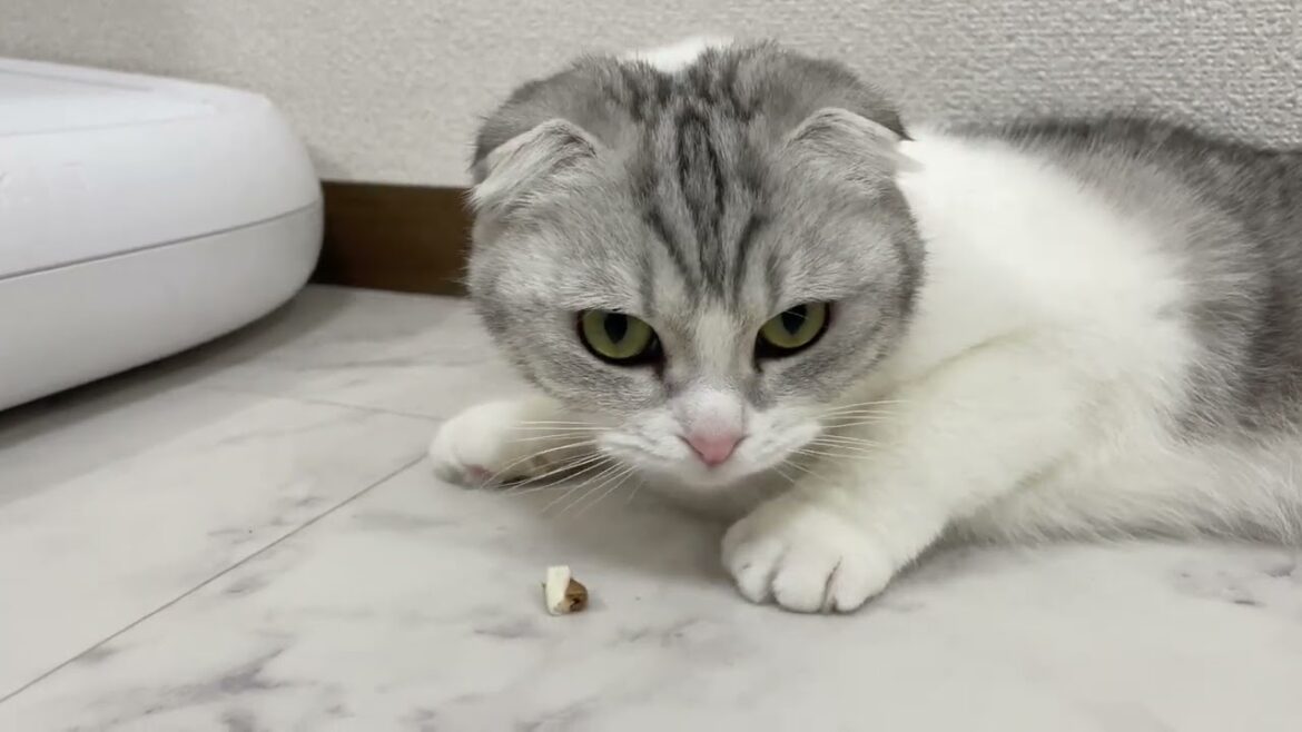 【歯は命】歯磨きが大好きな猫ｗ