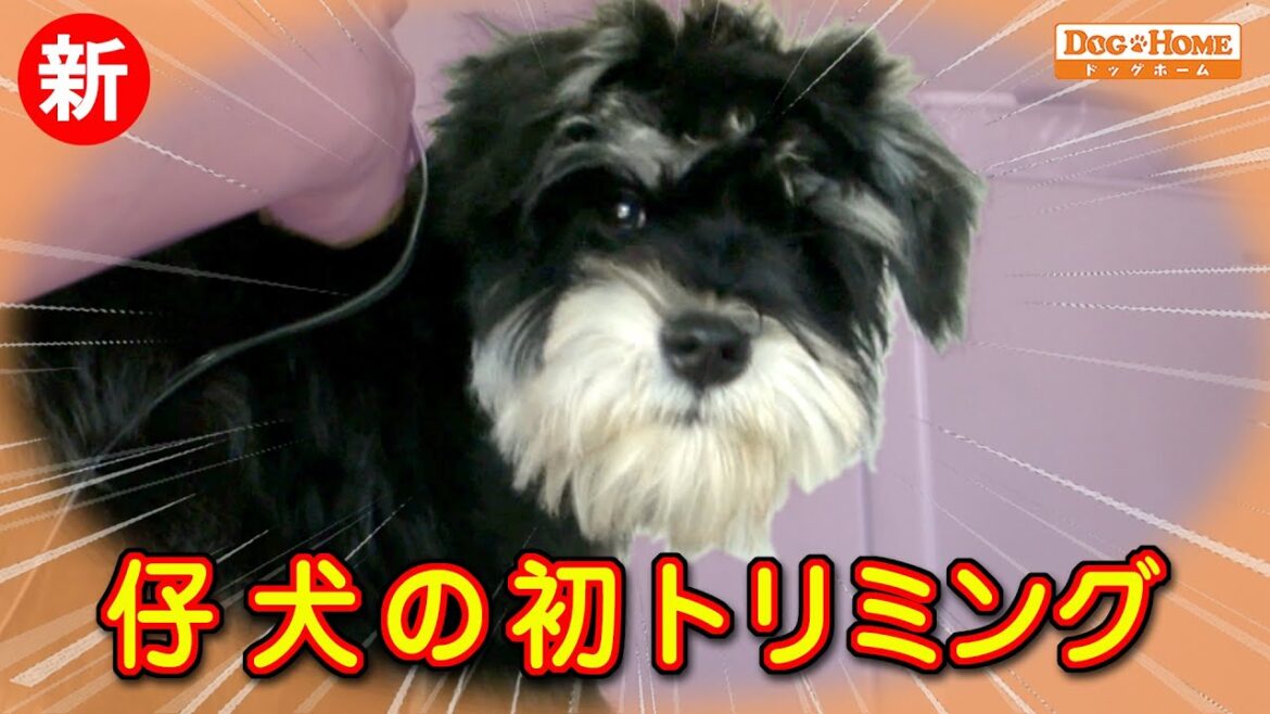 仔犬の初トリミング : バリカンの音や振動に慣らす　嫌がられない爪切りのやり方【シュナウザーのルカくんのカット編】　୨୧∵トリミング サロン DOG HOME ドッグホーム∵୨୧
