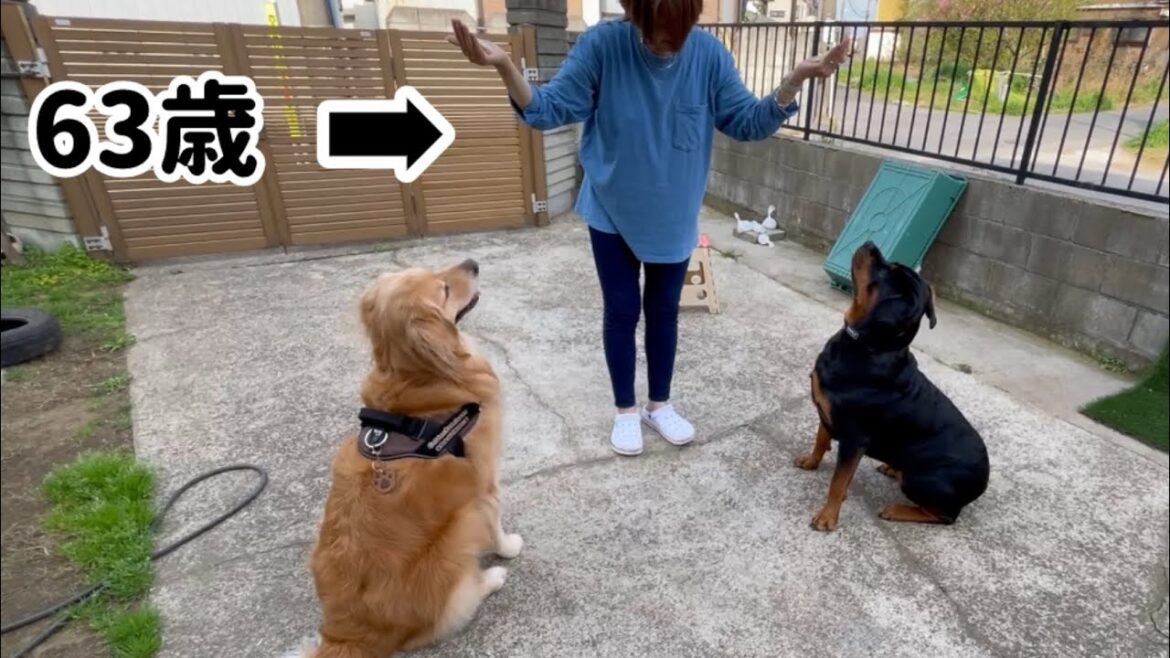 二頭のデカ犬を自由自在に操るばーちゃん
