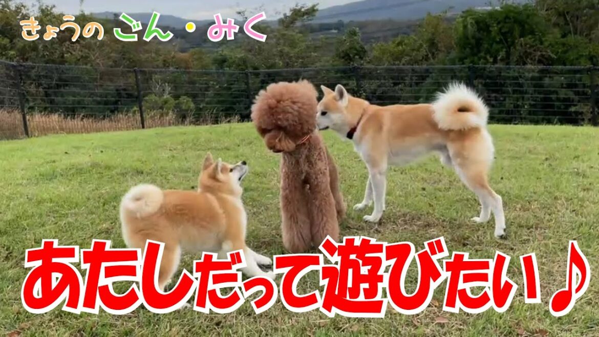 仲良く出来ない？？？「あたしだって遊びたい♪」　今日のごん・みく♡　 秋田犬【ごん・みく チャンネル】