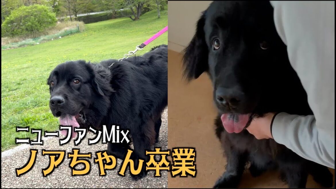ノアちゃん卒業！